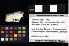 Foto (Objket + Etiketten) von Decapoda indet. 